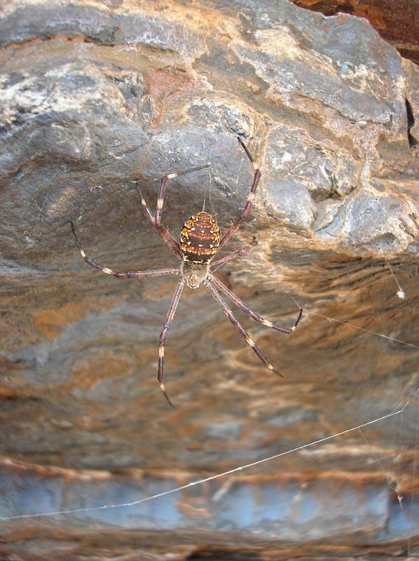 Argiope_ZZ307_D3505_Z_90_Karinji NP_Australie.jpg